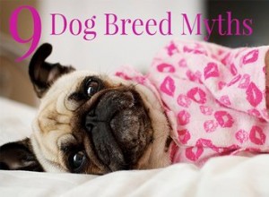 9 hloupých mýtů o určitých plemenech psů