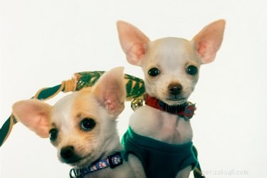 Hur tar man reda på hur gammal min Chihuahua är?