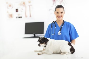 Hur man behandlar njursjukdom hos hundar