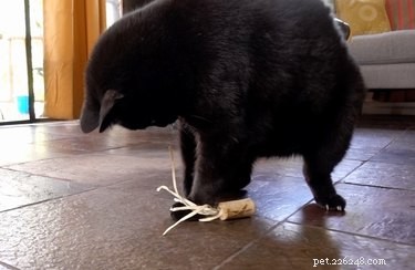 Hur man gör kattleksaker av vinkorkar