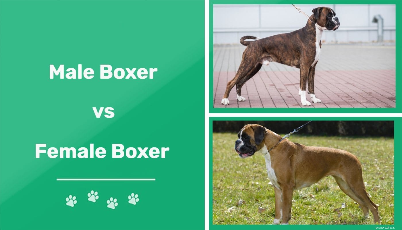 Cane boxer maschio e femmina:quali sono le differenze?