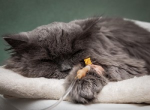 Tosse da canile nei gatti:sintomi, cause e trattamento