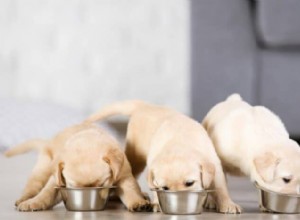 Kdy přepnout štěně na dvě jídla denně – Průvodce krmením