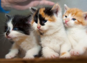 Nový začátek pro tři koťata nalezená na skládce.