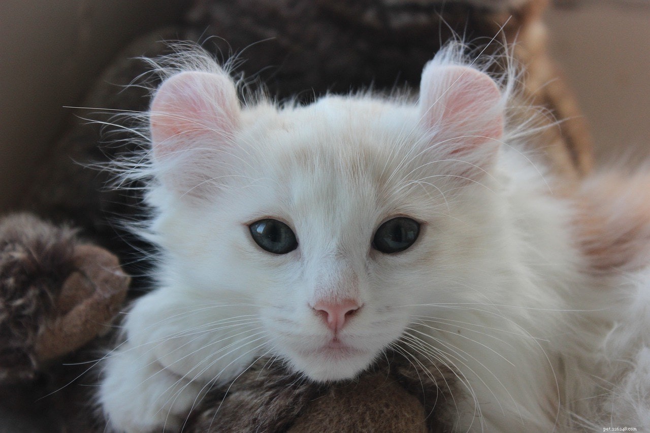 11 plemen koček, která zůstávají jako kotě (s obrázky)