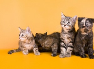 15 designových plemen koček:Přehled (s obrázky)
