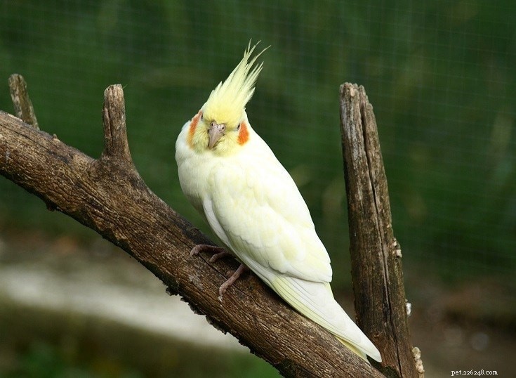 6 bílých ptáků v zájmovém chovu (s obrázky)