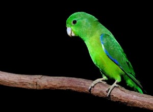Papoušek modrokřídlý