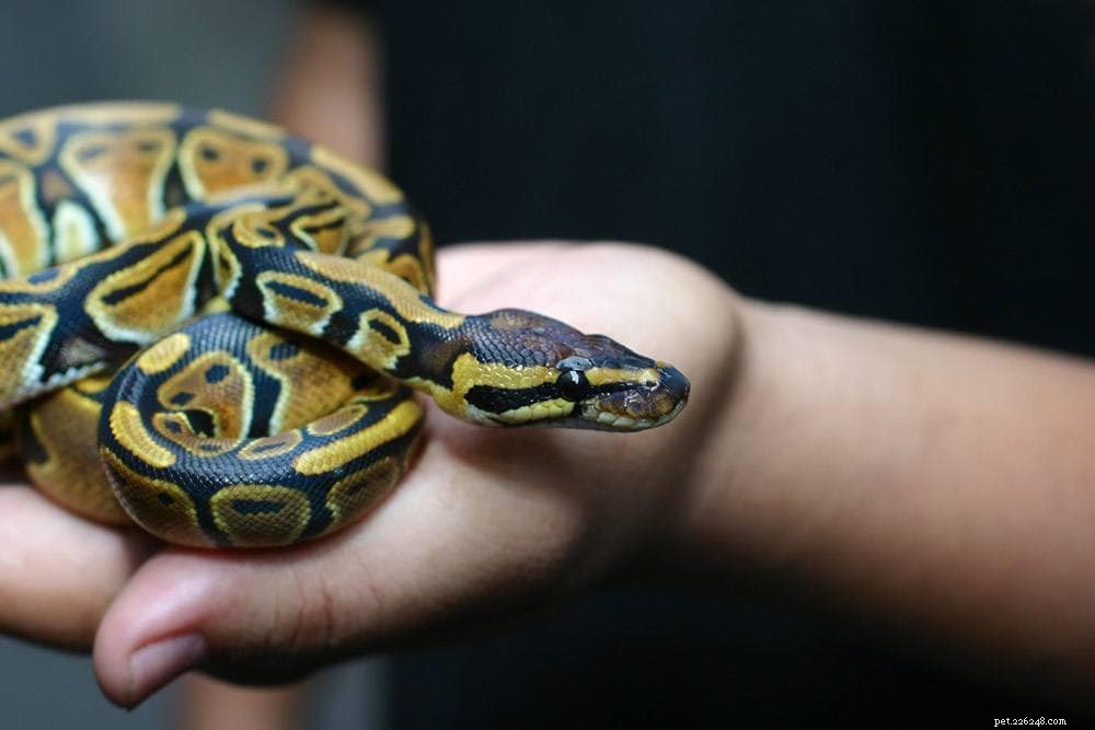 Les pythons royaux reconnaissent-ils leurs propriétaires ?
