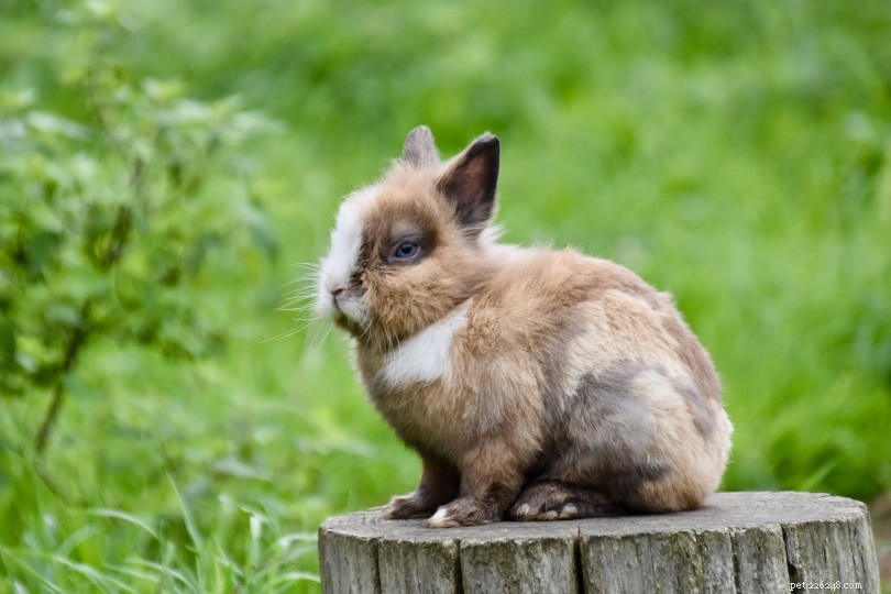 Jak velké jsou zakrslí králíci? (S tabulkou velikostí)
