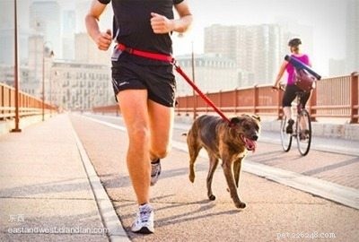 vodítko pro běžícího psa:Co je to vodítko pro běžícího psa-QQpets?