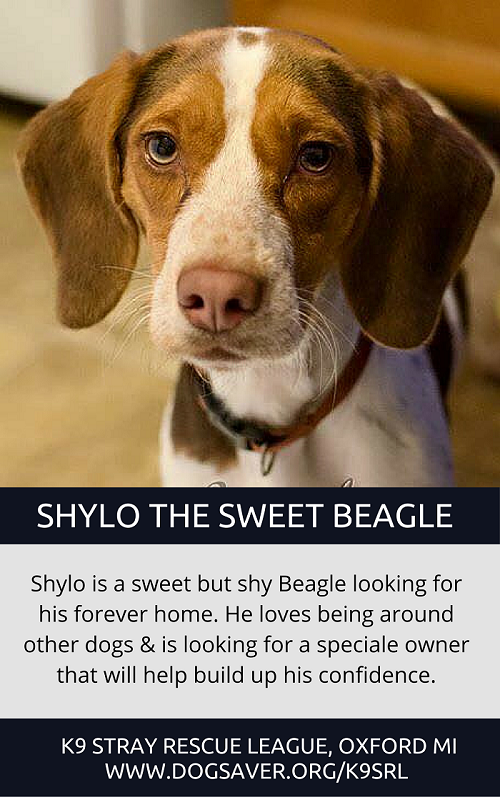 Shylo the Sweet Beagle väntar på sin andra chans – adopterad!