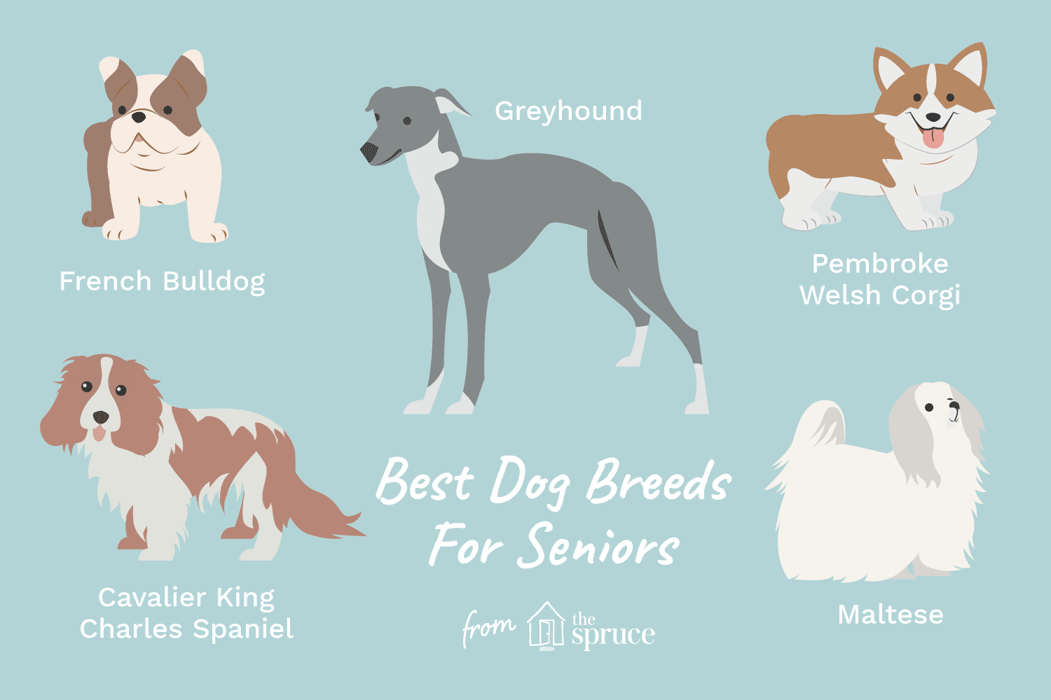 12 bästa hundraser för pensionärer