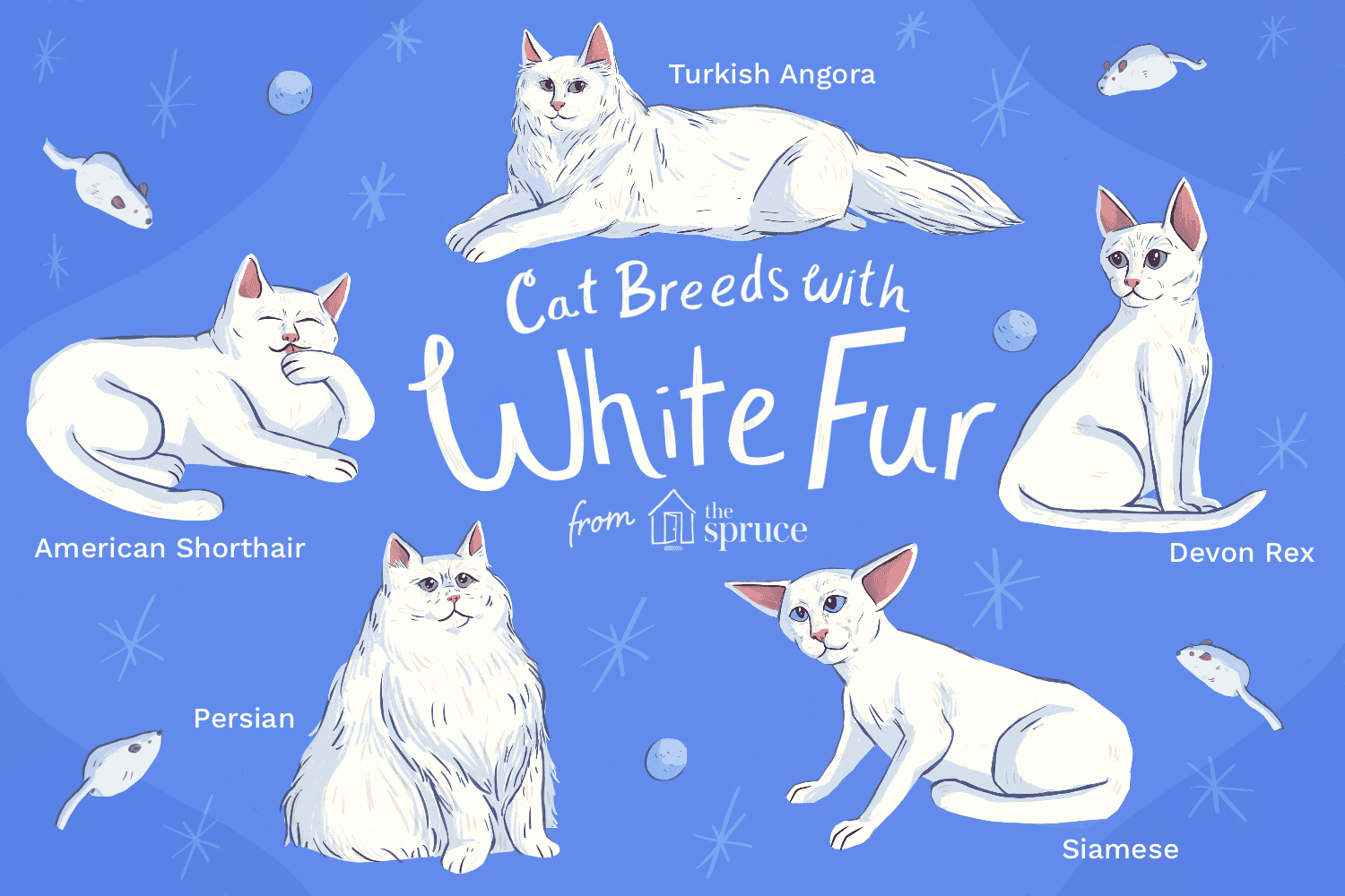 Nejlepší plemena bílých koček, která lze chovat jako domácí mazlíčky