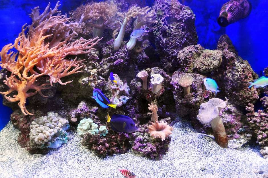 Úrovně mořského akvária