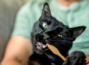 Jak čistit kočkám zuby