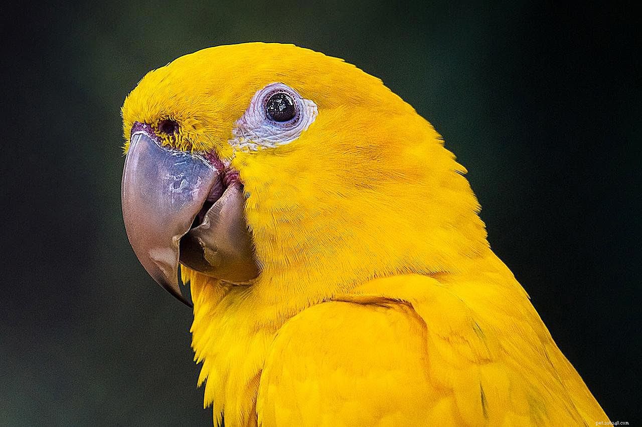 8 nejoblíbenějších žlutých papoušků k chovu jako domácí mazlíčky
