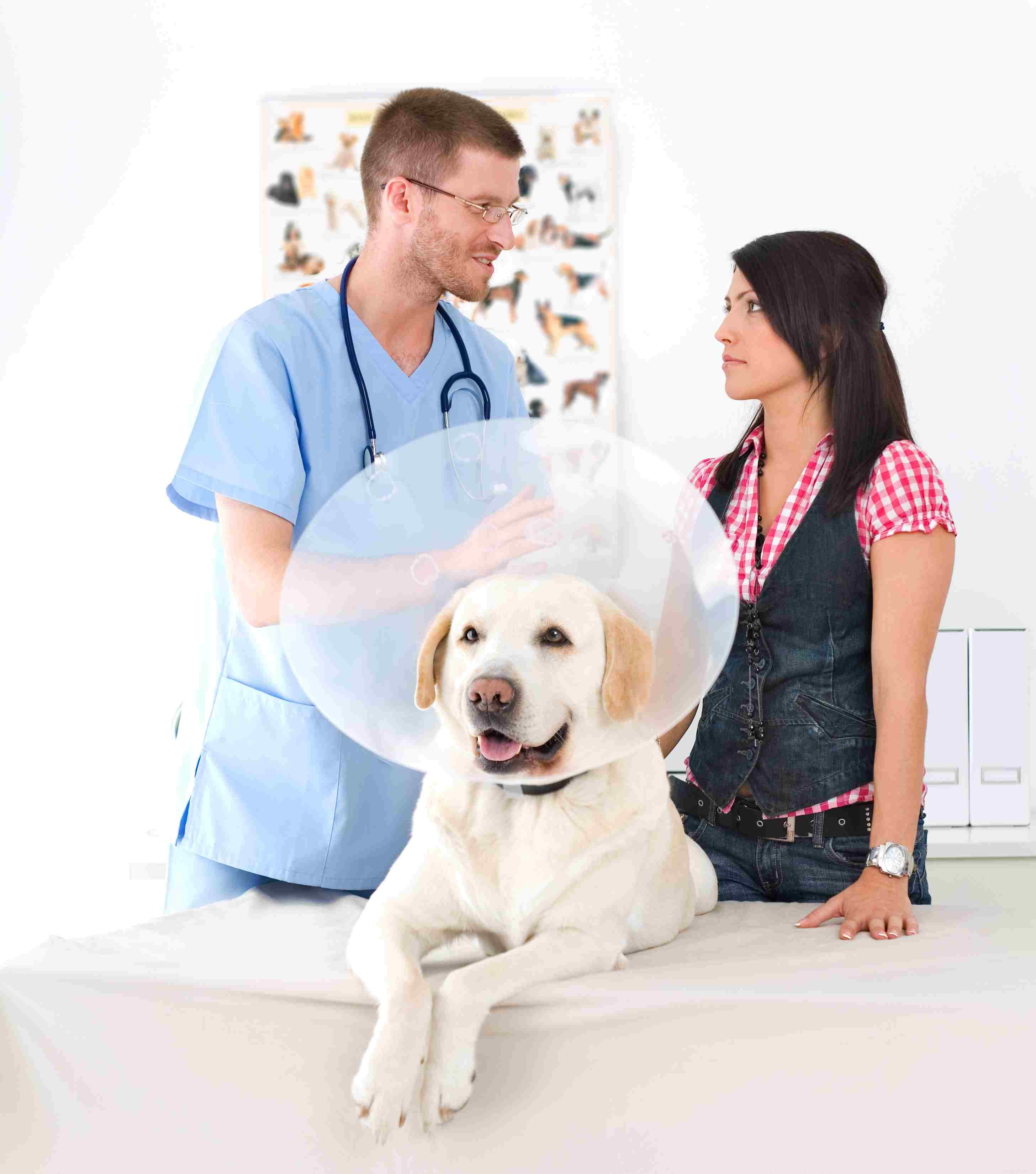 6 věcí, které váš veterinář chce, abyste věděli (ale neřekne vám to)
