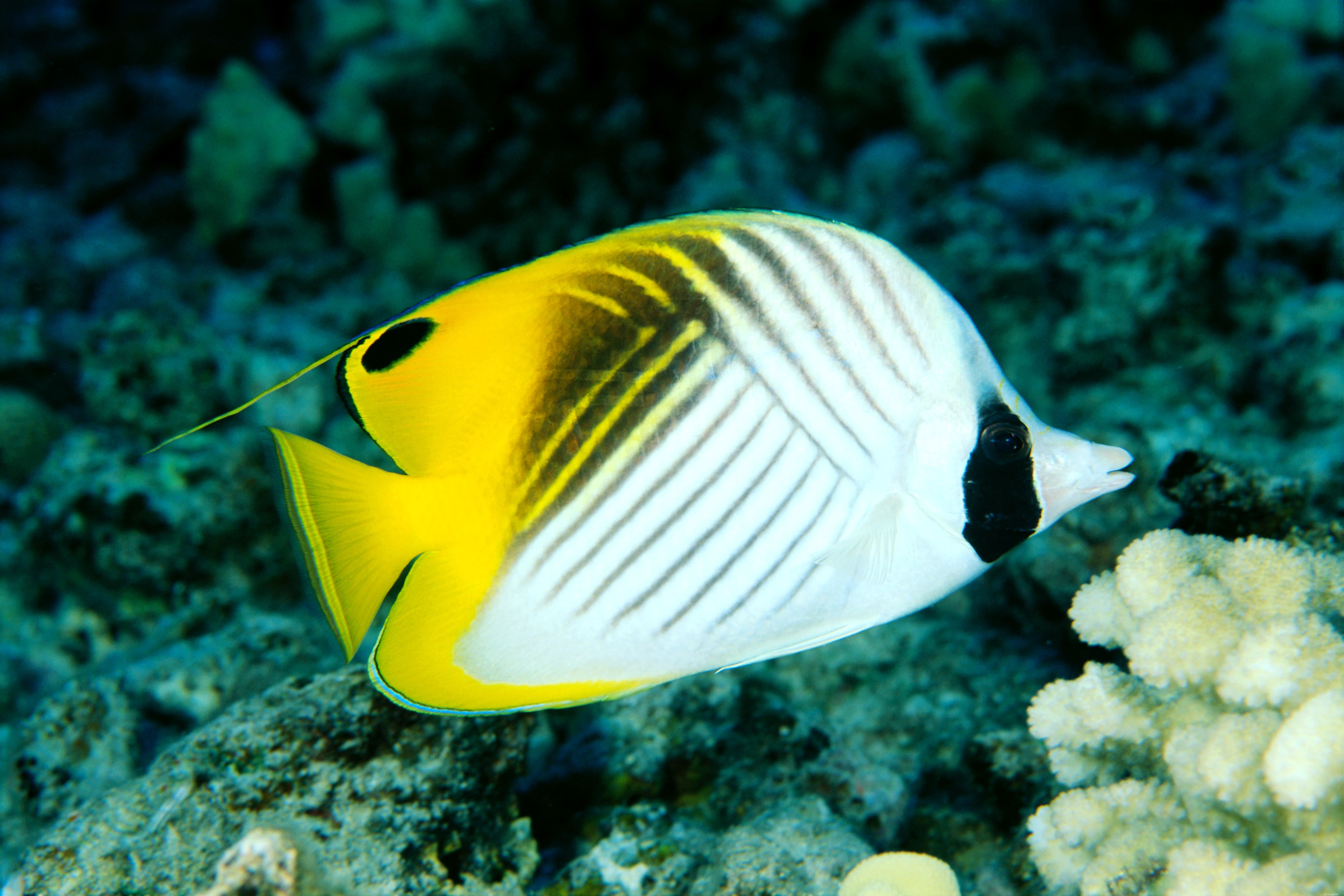 28 nejlepších začátečnických ryb pro mořské akvárium
