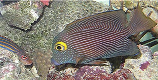 28 nejlepších začátečnických ryb pro mořské akvárium