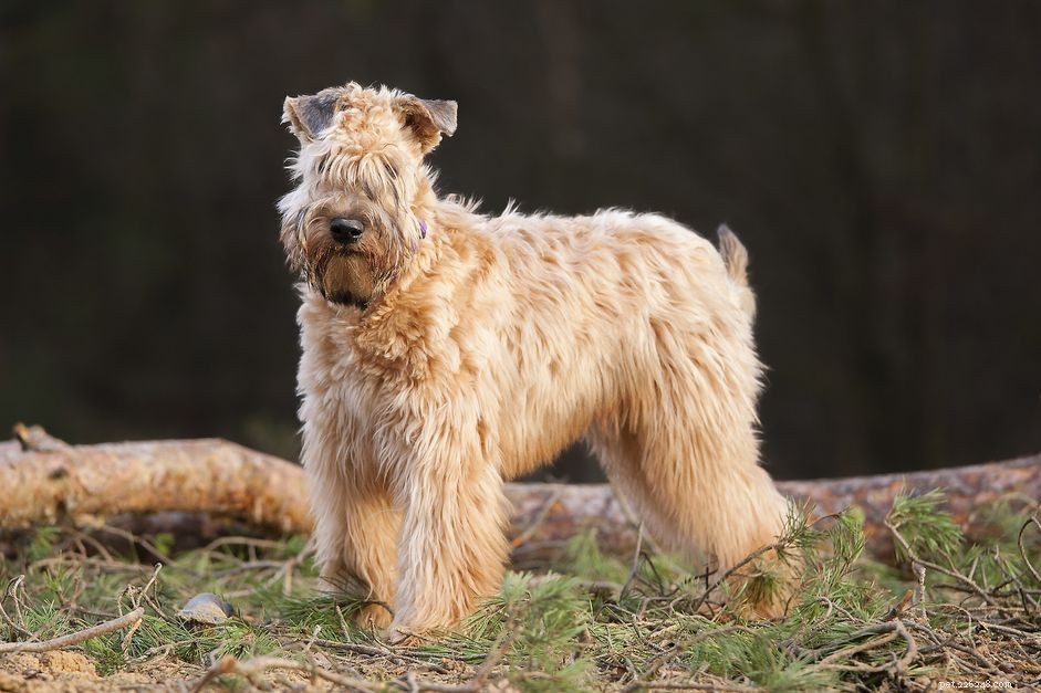 Wheaten Terrier à poil doux :profil de race de chien