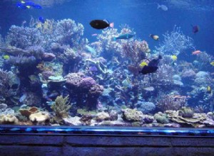 Jak založit akvárium se mořskou vodou
