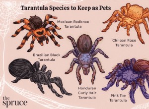 10 nejlepších druhů tarantule k chovu jako domácí mazlíčci