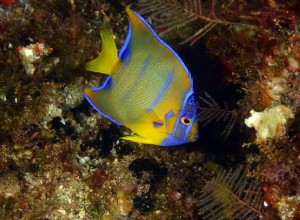 Výběr nejlepších druhů mořských skalárů pro vaše akvárium