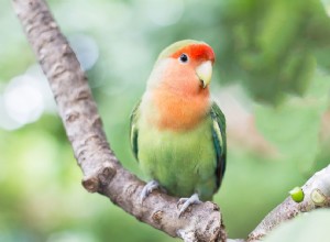 8 nejlepších zelených papoušků k chovu jako domácí mazlíčci