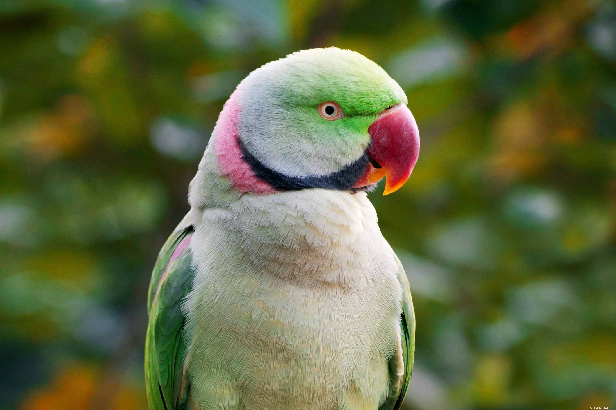 8 nejlepších zelených papoušků k chovu jako domácí mazlíčci