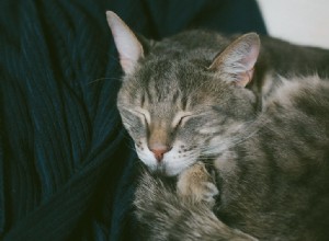Kočičí chrápání:Proč kočky chrápou? Je to normální? Jsou chrápající kočky nemocné?