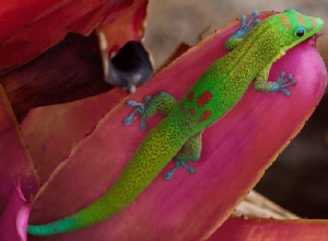 10 nejlepších druhů gekonů pro domácí mazlíčky
