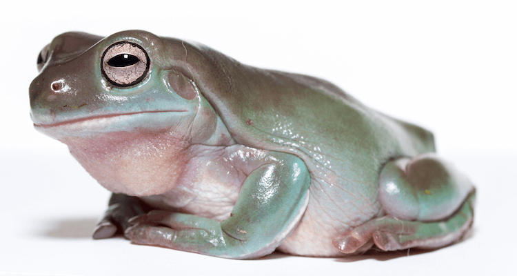 Top 20 des meilleures grenouilles de compagnie pour les débutants