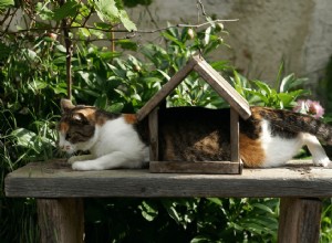 Jak zajistit bezpečný balkón pro kočky