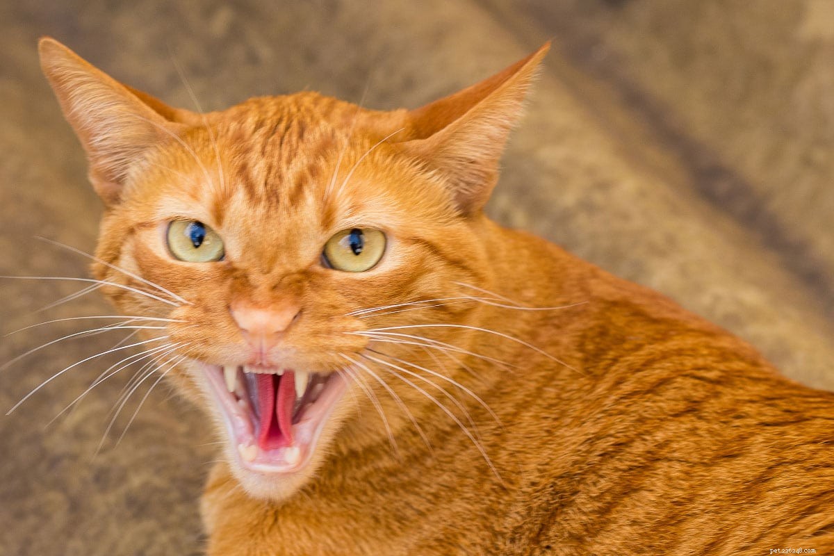 11 Ginger Cat-namn för din tiger