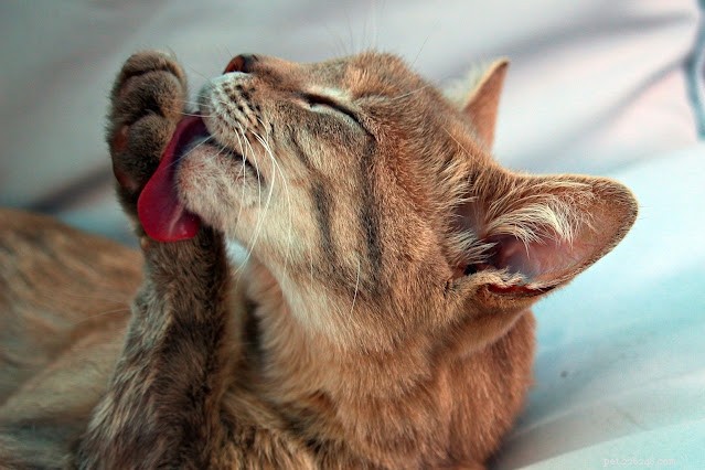 Det är därför katter ansar sig själva efter att ha ätit || Skötsel av husdjur