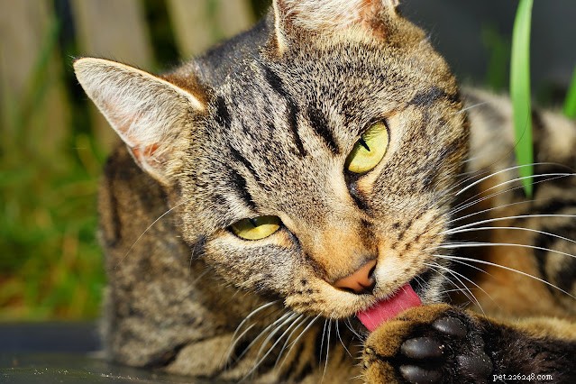 Det är därför katter ansar sig själva efter att ha ätit || Skötsel av husdjur