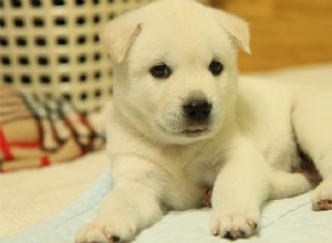 125+ bästa koreanska hundnamn med fullständiga betydelser