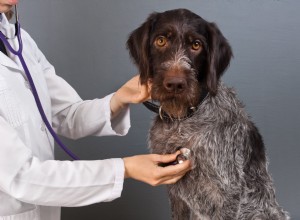 Hledání veterináře pro vašeho psa
