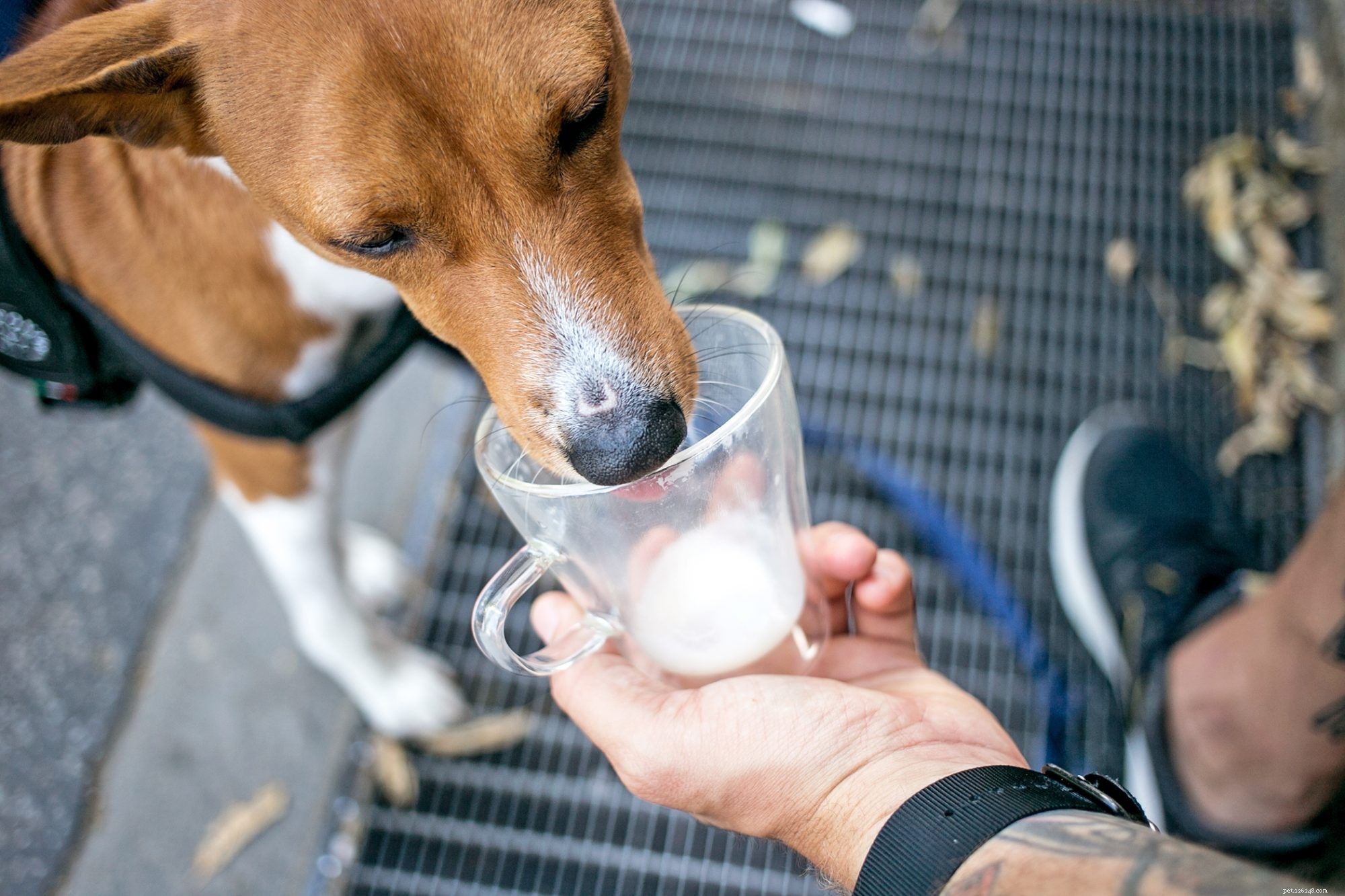 Kan hundar dricka mjölk? Här är varför mejeri kanske inte är det bästa för din hund