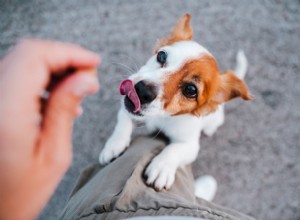 Веганский корм для собак:7 источников белка, которые нужно знать
