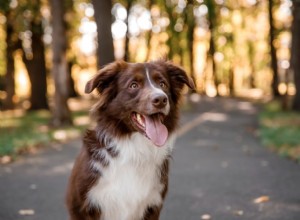 79 Naturhundsnamn för utomhusälskande hundar