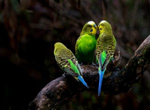 Znáte těchto 5 nejlepších druhů papoušků