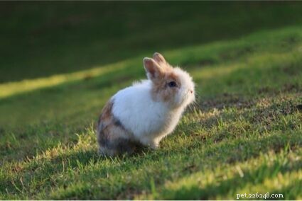Finns det kaniner som håller sig små? (15 dvärgreser)