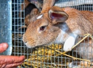 7 základních věcí, které králíci v kleci potřebují