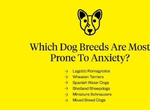 Úzkostná psí plemena:Psi, kteří jsou náchylnější k úzkosti