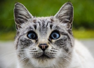 100 nomi di gatti dagli occhi azzurri