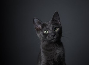 Эти 500 уникальных и креативных имен для черных кошек идеально подходят для милых котят