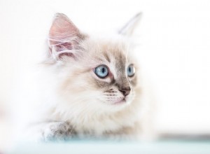 Эти 310 уникальных и творческих имен для белых кошек идеально подходят для пушистых котят