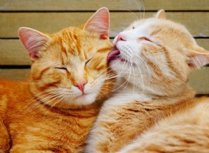 304 fantastiska namn för orange katter